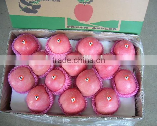Fruit Apple Rich of Vitamin photo-2