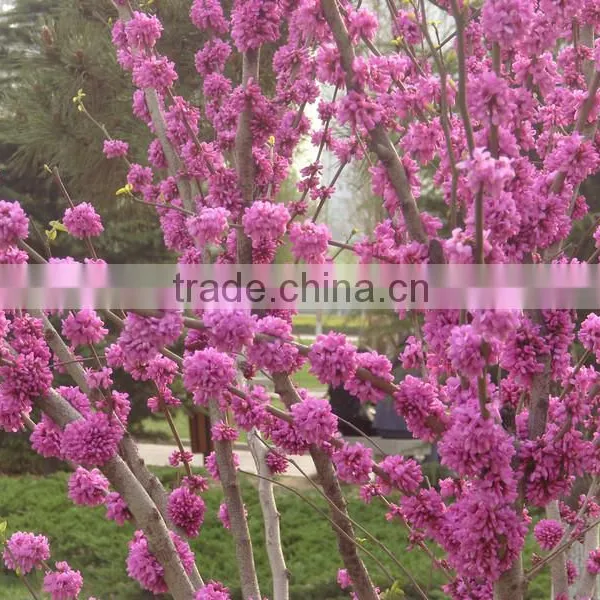 2016 High Germination Rate Chinese Redbud Seeds For Planting photo-3
