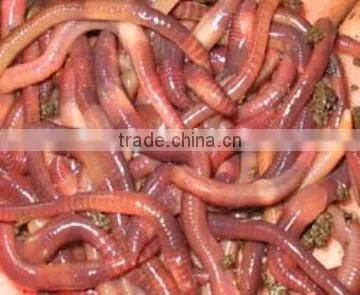 Bloodworm