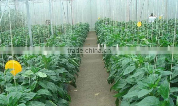 Glass Greenhouse-2 photo-6