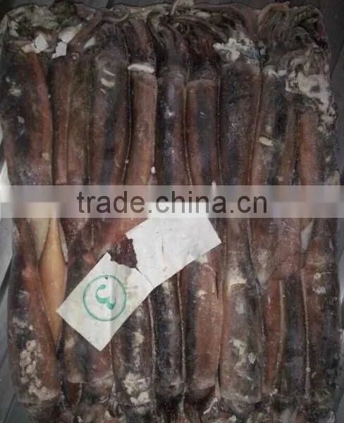 150-200g Frozen Illex Squid photo-5