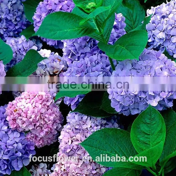 Natural Fresh Gerbera Flower Cut Fresh Flower With Kinds Of Colors From Kunming photo-5