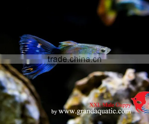 Guppy Fish XXL Size for Aquarium Fish Export photo-5
