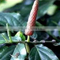Piper Longum Dry Extract photo-2