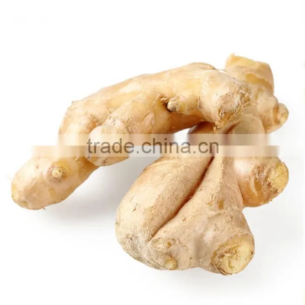 Chinese Fresh Ginger With High Quality