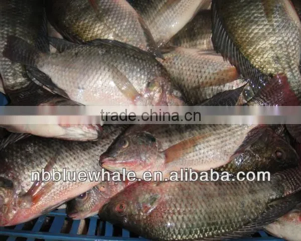 Frozen Whole Round Tilapia