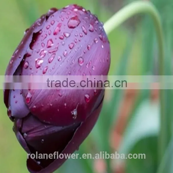 Top Quality Fresh Cut Pueple Tulip Flower for Wholesale photo-5