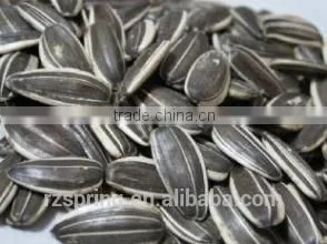 BLACK WITH WHITE STRIP SUNFLOWER SEEDS photo-4