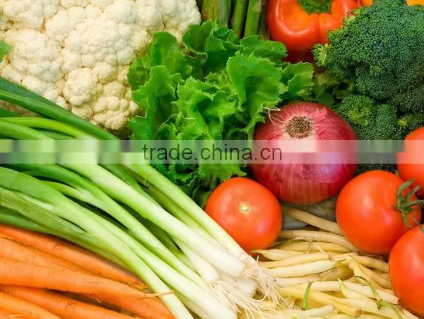 Fresh Vegetables Exporters photo-4