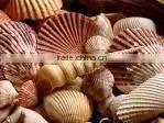 Sea Shell photo-2