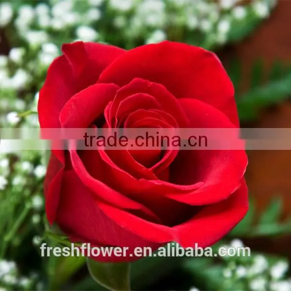 Export Cut Fresh Flower of Red Rose Flower From China photo-2