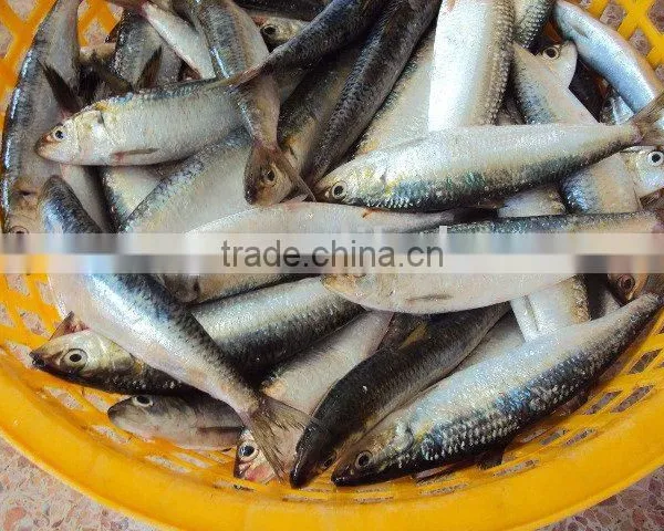 Frozen Sardine photo-3