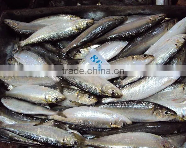 Frozen W/R Sardine for Tuna Bait photo-2