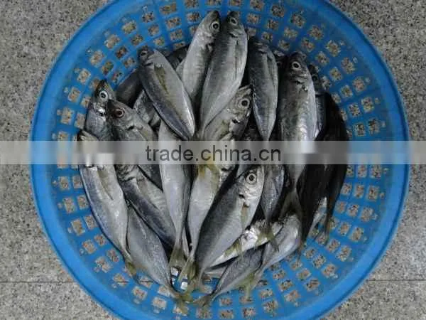 Frozen Horse Mackerel Trachurus Trachurus 20cm+ photo-4