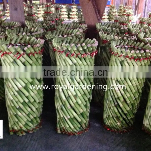 Lucky Bamboo ( Dracaena Sanderiana) Cage Shape photo-2