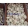 Chinese White Garlic photo-2