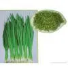 Sell AD Leek