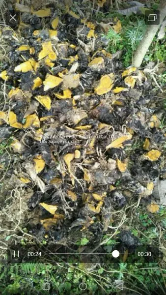 Supply Wholesale Rhizomes and Buds of Rhubarb, Horse-radish Rhubarb photo-3