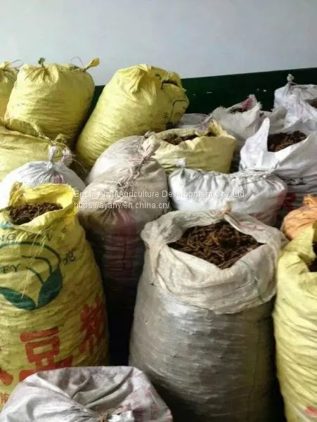 Supply Chinese Herbal Medicine Rhizoma Coptidis and Chicken Feet With Rhizoma Coptidis. photo-4