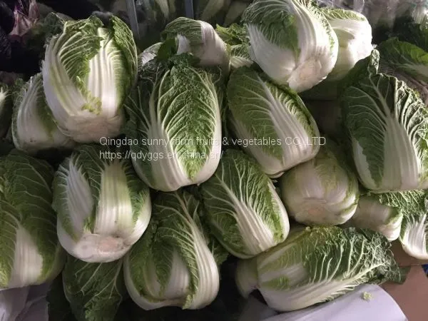 Chinese Cabbage photo-5