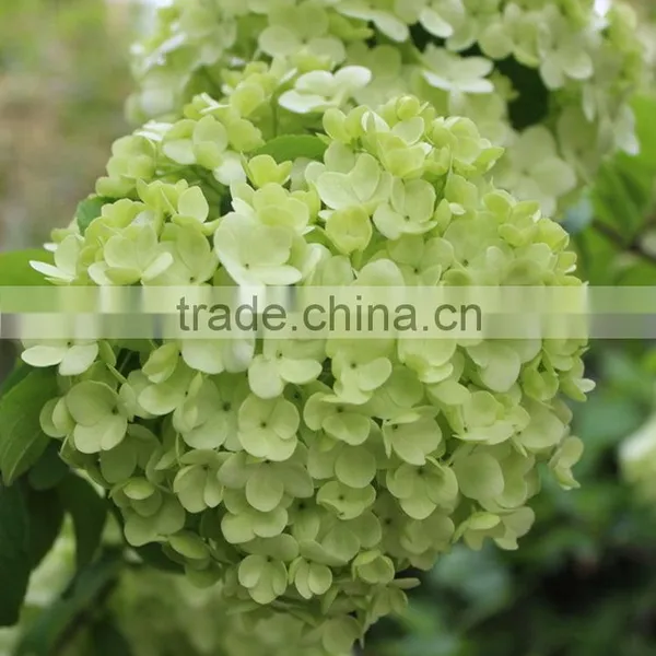 Newest Best-Selling Popular Lime Green Hydrangea Flower photo-4