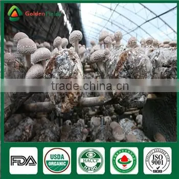 China Supplier High Quality Organic Greenhouse Fresh and Dried Shiitake Mushroom photo-4