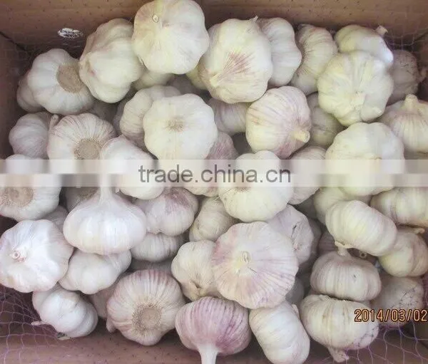 Import Fresh Garlic Bulk Low Garlic Price Purple Garlic