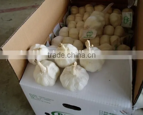 Fresh White Garlic photo-5