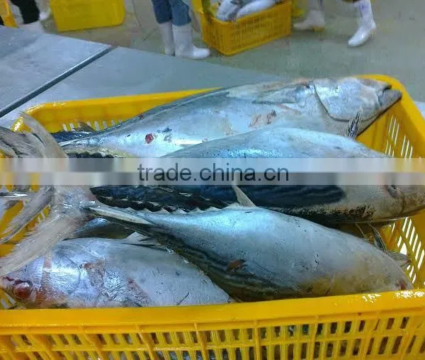 Frozen Bonito Tuna