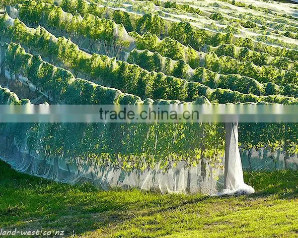 (20 Years Shanghai Factory) Hot Season , New Arrival, Agriculture HDPE Knotted Mesh Bird Control Net , 15 GSM / 20101-15 photo-5