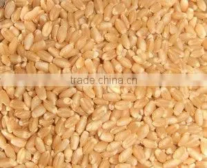 Soft Milling Wheat photo-2
