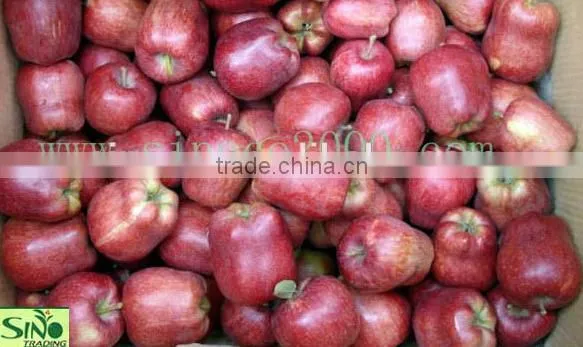 Dark Red Huaniu Apple photo-2