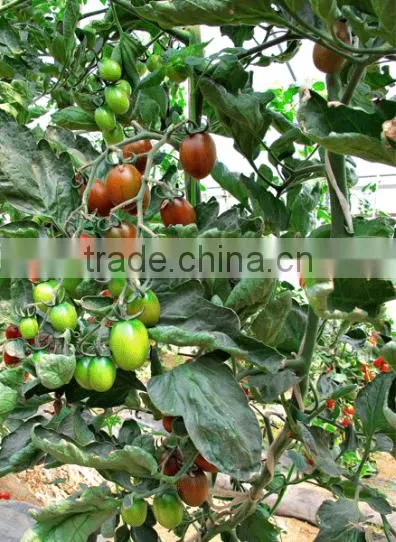 Hybrid Purple Cherry Tomato Seeds for Growing-Purple 101 photo-2