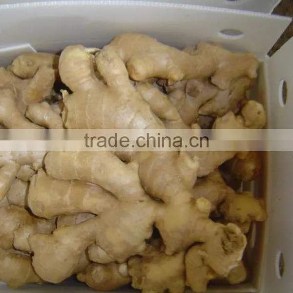 Good Quality Chinese Fresh Ginger photo-6