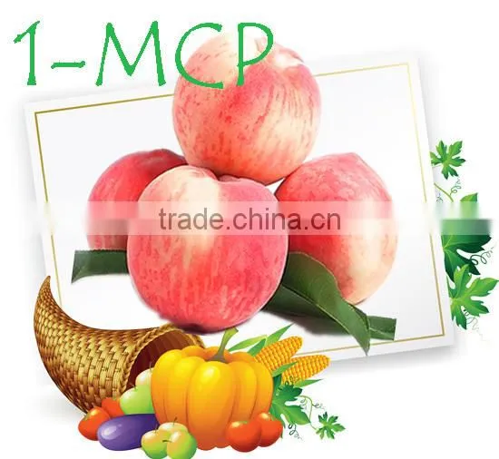 1-Methylcyclopropene Slow Down the Ripening Speed of Fruits photo-4