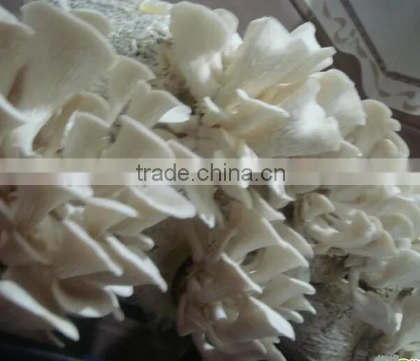 Electric Clutch-brake Mushroom Bagging Machine +8618637188608 photo-4