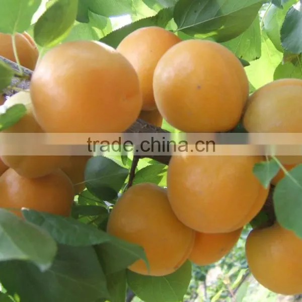 Apricot Multiple Layer Continuous Type Mesh Belt Dryer photo-6