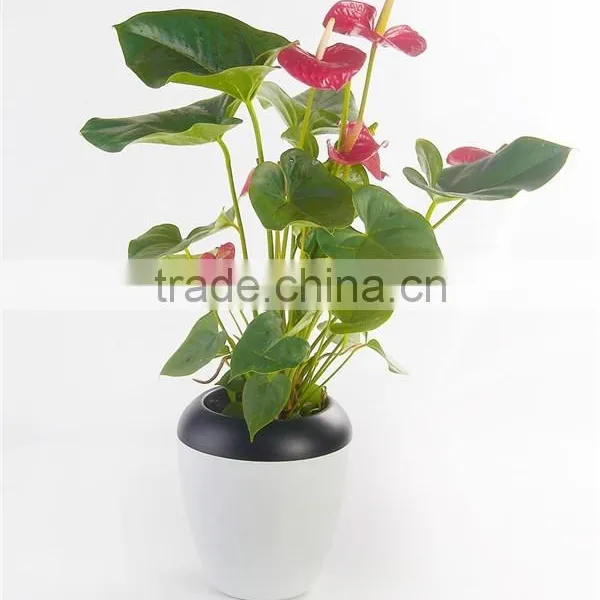 Plastic Oval Shape Flower Pots Without Pallet photo-3