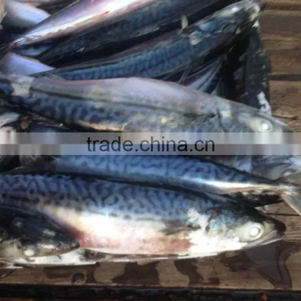 Seafrozen Pacific Mackerel photo-6