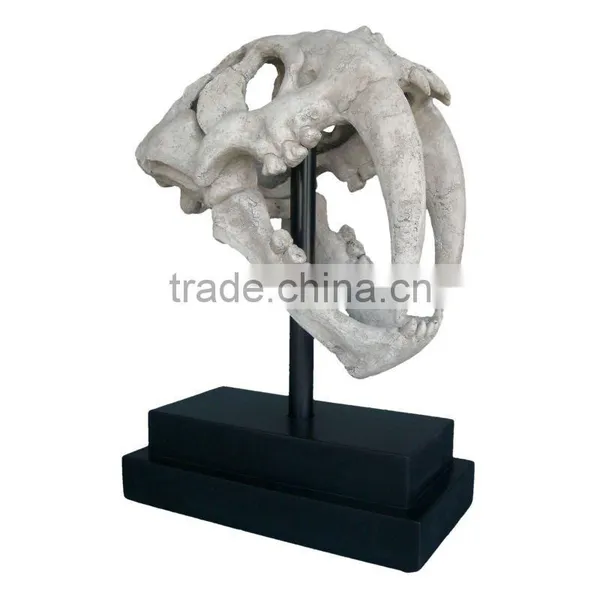 Fossils