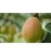 Hongxiangsu Pear