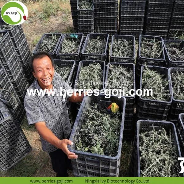 Factory Hot Sale Dried Black Wolfberry photo-4