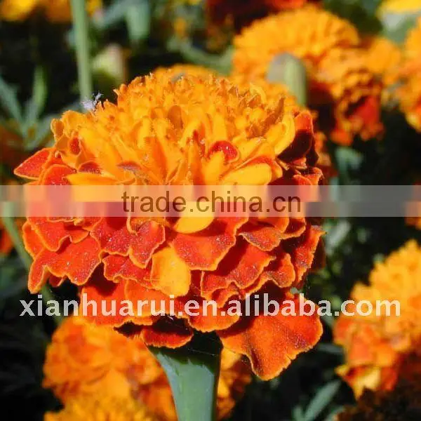 2014 Lutein Oleoresin/lutein Oil photo-2
