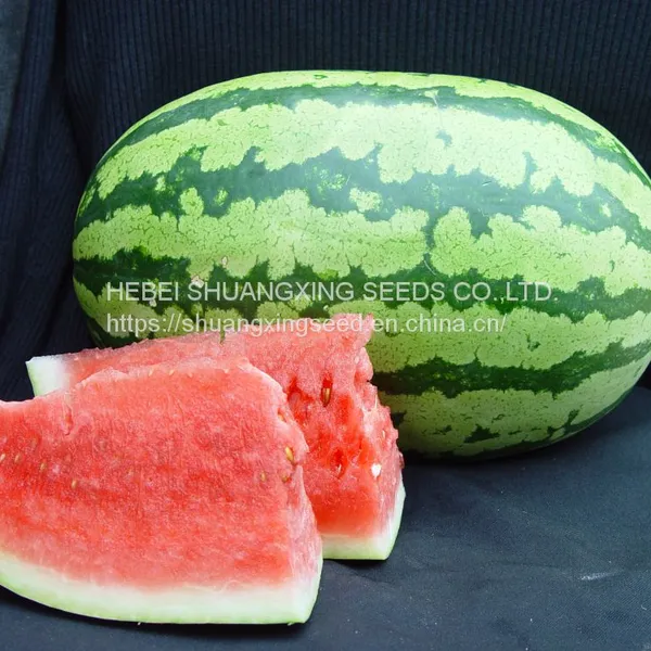 Emperor 8th Oval Shape Good Adaptability Hybrid Watermelon Seeds photo-5