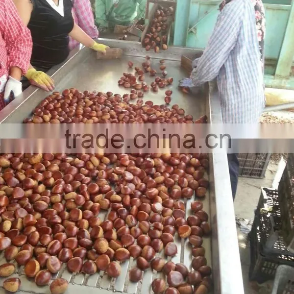 Dandong Kaili Chestnuts Jinhua Species photo-3