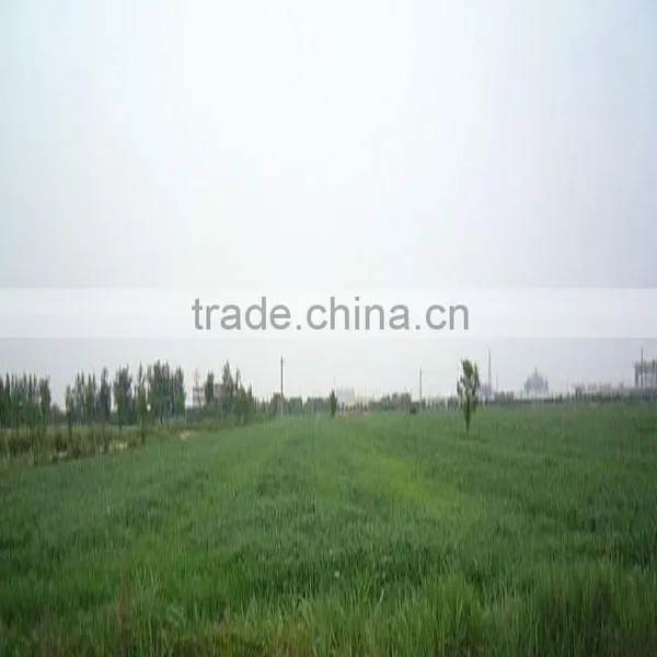 Barley Grass Powder photo-2