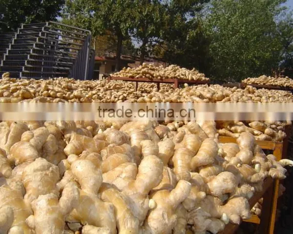 China Fresh Ginger for Sale photo-5