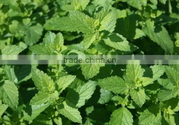 Peppermint Oil photo-5
