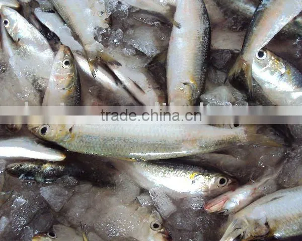 Frozen Whole Round Sardine photo-2