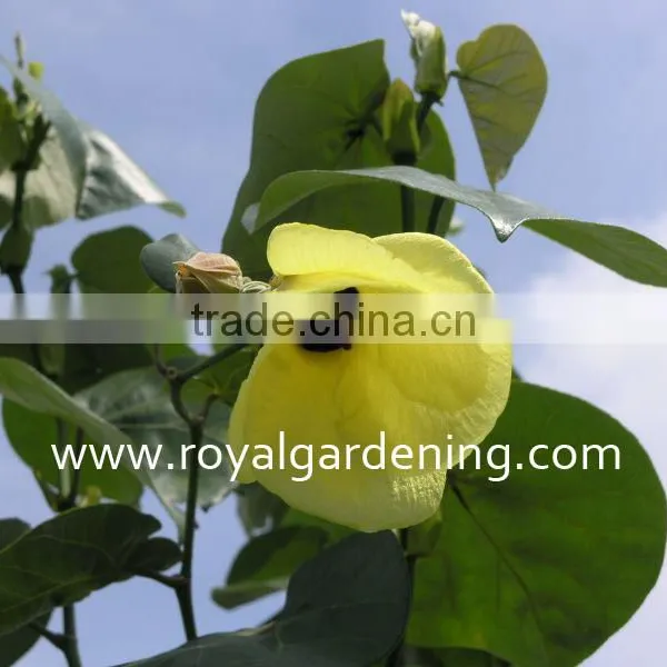 Hibiscus Tiliaceus Landscaping Tree photo-2